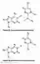 Fig. 12 - Nucleic acid base pairs