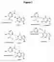 Fig. 17 - Nucleic acid base pairs