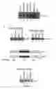 Fig. 02 - SIR2 Activity