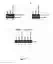 Fig. 03 - SIR2 Activity
