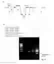 Fig. 16 - Methods for amplifying and detecting nucleic acid sequences
