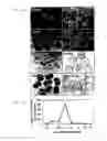 Fig. 02 - METHODS FOR MODULATING EMBRYONIC STEM CELL DIFFERENTIATION