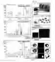 Fig. 06 - METHODS FOR MODULATING EMBRYONIC STEM CELL DIFFERENTIATION
