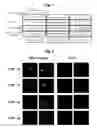 Fig. 02 - DNP63A gene and screening methods of anticancer agent by using it
