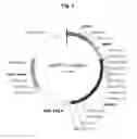 Fig. 03 - DNP63A gene and screening methods of anticancer agent by using it