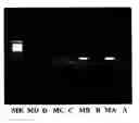 Fig. 01 - Method for Measuring DNA Methylation