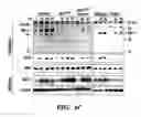Fig. 07 - METHOD OF SCREENING TEST SUBSTANCES FOR TREATING OR PREVENTING A DISEASE MEDIATED BY PLASMA CELLS
