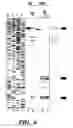 Fig. 11 - METHOD OF SCREENING TEST SUBSTANCES FOR TREATING OR PREVENTING A DISEASE MEDIATED BY PLASMA CELLS