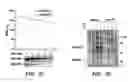 Fig. 13 - METHOD OF SCREENING TEST SUBSTANCES FOR TREATING OR PREVENTING A DISEASE MEDIATED BY PLASMA CELLS