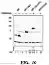 Fig. 16 - METHOD OF SCREENING TEST SUBSTANCES FOR TREATING OR PREVENTING A DISEASE MEDIATED BY PLASMA CELLS