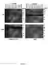 Fig. 04 - Compositions and methods of a phosphatidic acid binding protein