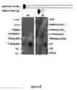 Fig. 10 - Compositions and methods of a phosphatidic acid binding protein