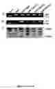 Fig. 22 - Compositions and methods of a phosphatidic acid binding protein