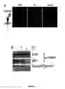 Fig. 24 - Compositions and methods of a phosphatidic acid binding protein