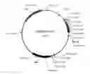 Fig. 01 - SECRETED LUCIFERASE MLUC7 AND USE THEREOF