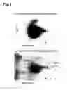 Fig. 02 - METHOD OF EVALUATING FOAM-HOLDING PROPERTY OF FERMENTED MALT DRINK AND MARKER FOR EVALUATING FOAM-HOLDING