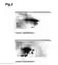 Fig. 03 - METHOD OF EVALUATING FOAM-HOLDING PROPERTY OF FERMENTED MALT DRINK AND MARKER FOR EVALUATING FOAM-HOLDING