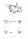 Fig. 17 - Tri-functionalized cryptophane biosensors