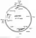Fig. 12 - Method of adenoviral vector synthesis