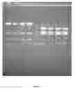 Fig. 13 - Method of adenoviral vector synthesis