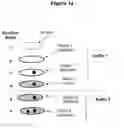 Fig. 02 - METHOD OF SIMULTANEOUSLY VISUALIZING MULTIPLE BIOLOGICAL TARGETS