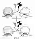Fig. 07 - Evolved orthogonal ribosomes