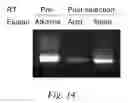 Fig. 15 - Methods of RNA display