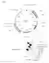 Fig. 04 - Vector and microorganism for increasing galactose catabolism and methods therefor