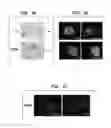 Fig. 02 - CANCER STEM CELLS AND USES THEREOF