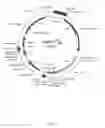 Fig. 02 - Three Frame cDNA Expression Libraries for Functional Screening of Proteins
