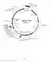 Fig. 03 - Three Frame cDNA Expression Libraries for Functional Screening of Proteins