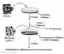Fig. 01 - Methods of Inhibiting Tumor Cell Aggressiveness Using the Microenvironment of Human Embryonic Stem Cells