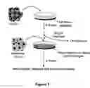Fig. 02 - Methods of Inhibiting Tumor Cell Aggressiveness Using the Microenvironment of Human Embryonic Stem Cells