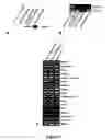 Fig. 04 - Methods of Inhibiting Tumor Cell Aggressiveness Using the Microenvironment of Human Embryonic Stem Cells