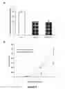 Fig. 05 - Methods of Inhibiting Tumor Cell Aggressiveness Using the Microenvironment of Human Embryonic Stem Cells