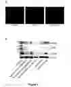 Fig. 07 - Methods of Inhibiting Tumor Cell Aggressiveness Using the Microenvironment of Human Embryonic Stem Cells