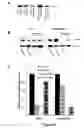 Fig. 11 - Methods of Inhibiting Tumor Cell Aggressiveness Using the Microenvironment of Human Embryonic Stem Cells