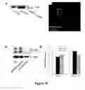 Fig. 13 - Methods of Inhibiting Tumor Cell Aggressiveness Using the Microenvironment of Human Embryonic Stem Cells
