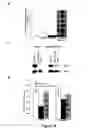 Fig. 14 - Methods of Inhibiting Tumor Cell Aggressiveness Using the Microenvironment of Human Embryonic Stem Cells