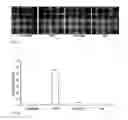 Fig. 02 - Inhibition of PPAR gamma expression by specific osteogenic oxysterols