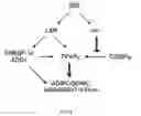 Fig. 11 - Inhibition of PPAR gamma expression by specific osteogenic oxysterols