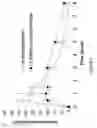 Fig. 07 - ABUSE RESISTANT LYSINE AMPHETAMINE COMPOUNDS