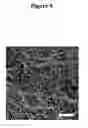Fig. 10 - PVA-PAA hydrogels