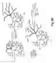 Fig. 28 - DENDRIMERIC PLATFORM FOR CONTROLLED RELEASE OF DRUGS