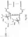 Fig. 36 - DENDRIMERIC PLATFORM FOR CONTROLLED RELEASE OF DRUGS