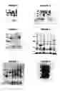 Fig. 02 - Nucleic acids and proteins from groups A & B