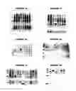 Fig. 04 - Nucleic acids and proteins from groups A & B