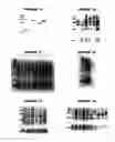 Fig. 05 - Nucleic acids and proteins from groups A & B