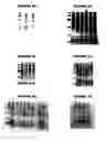Fig. 06 - Nucleic acids and proteins from groups A & B