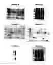 Fig. 10 - Nucleic acids and proteins from groups A & B